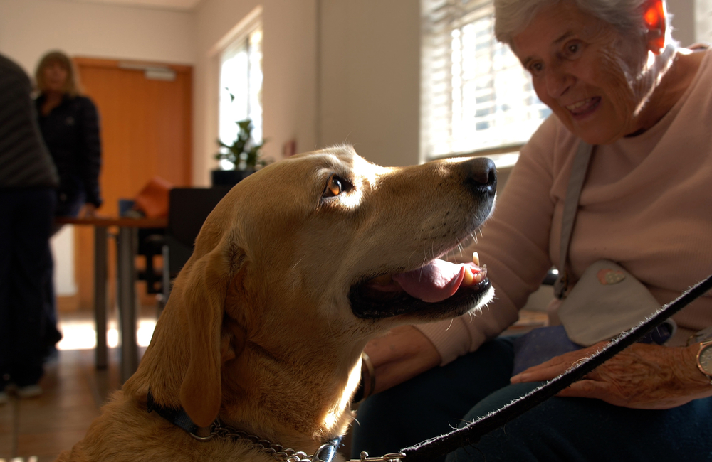 Spreading paws-itivity four paws at a time for patients living with cancer